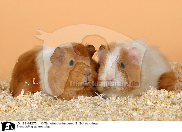 2 kuschelnde Meerschweine / 2 snuggling guinea pigs / SS-14275