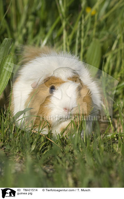 Rosettenmeerschwein-Mix / guinea pig / TM-01514