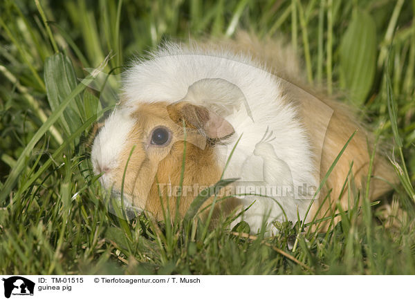 guinea pig / TM-01515