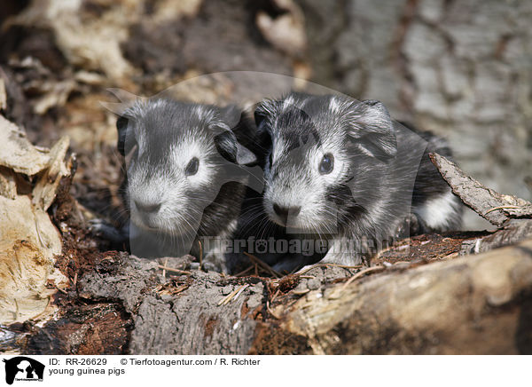 young guinea pigs / RR-26629