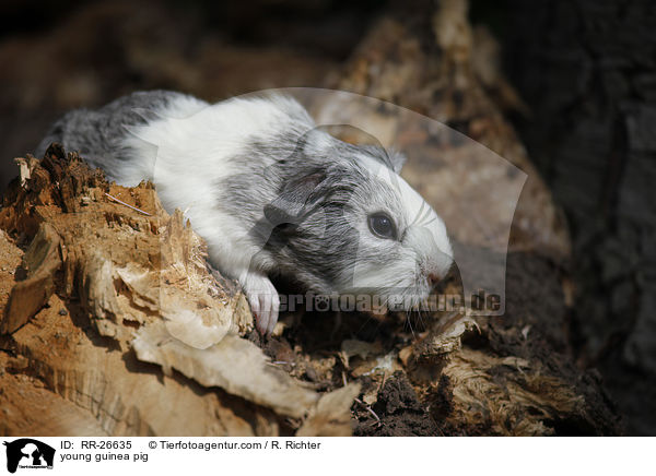 junges Meerschwein / young guinea pig / RR-26635