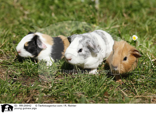 young guinea pigs / RR-26642