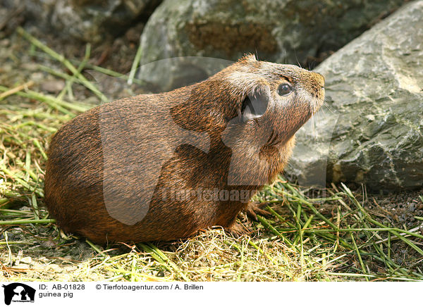 Meerschwein / guinea pig / AB-01828