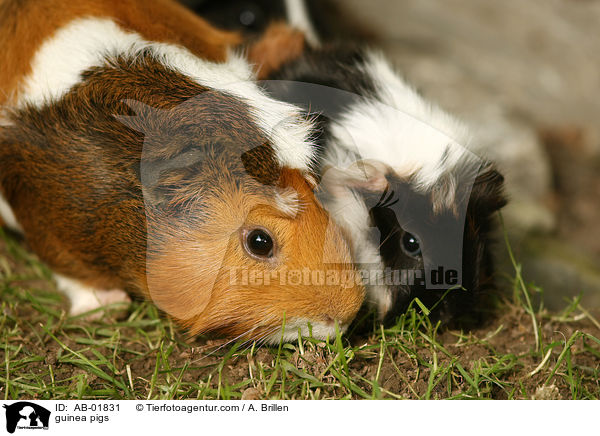 guinea pigs / AB-01831