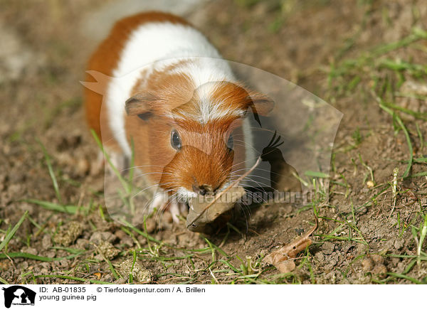 junges Meerschwein / young guinea pig / AB-01835