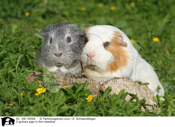 2 Meerschweinchen auf der Wiese / 2 guinea pigs in the meadow / SS-18508