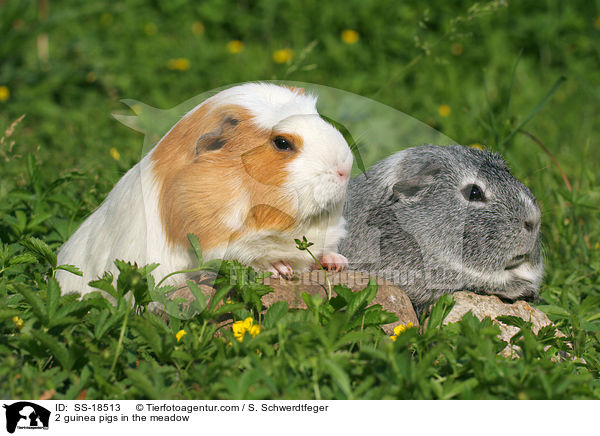 2 Meerschweinchen auf der Wiese / 2 guinea pigs in the meadow / SS-18513