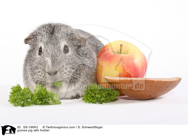 guinea pig with fodder / SS-18663