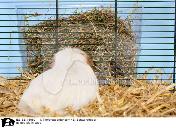 Meerschweinchen im Kfig / guinea pig in cage / SS-18682