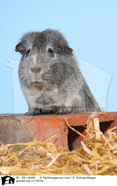 Meerschweinchen auf Krallenwetzstein / guinea pig / SS-18685