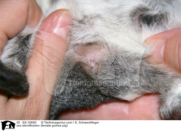 Geschlechtsidentifikation (weibliches Meerschweinchen) / sex identification (female guinea pig) / SS-18690