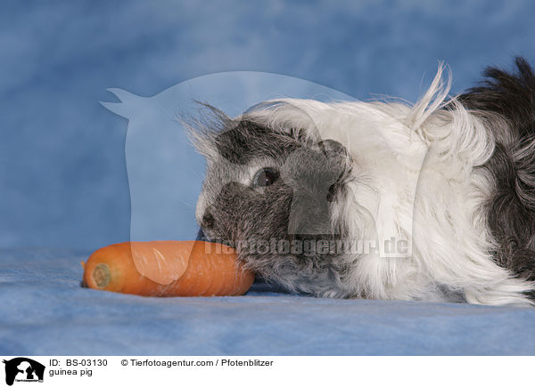 Langhaarmeerschwein / guinea pig / BS-03130