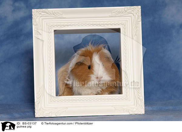 Langhaarmeerschwein / guinea pig / BS-03137