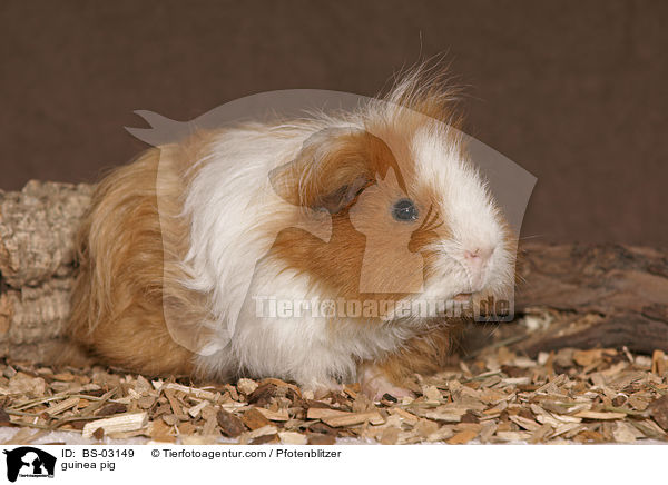 Langhaarmeerschwein / guinea pig / BS-03149