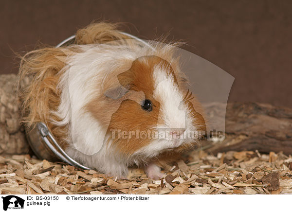 Langhaarmeerschwein / guinea pig / BS-03150