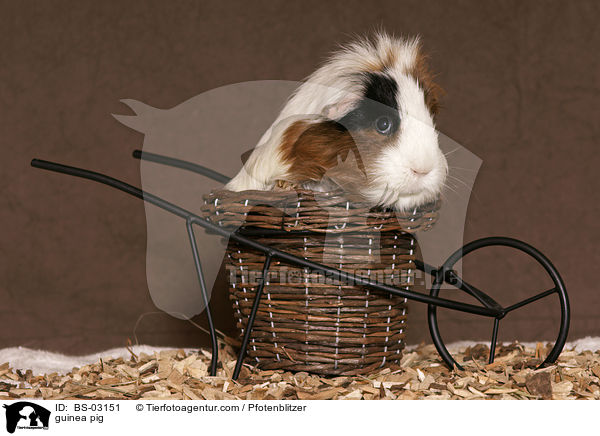 Glatthaarmeerschwein / guinea pig / BS-03151