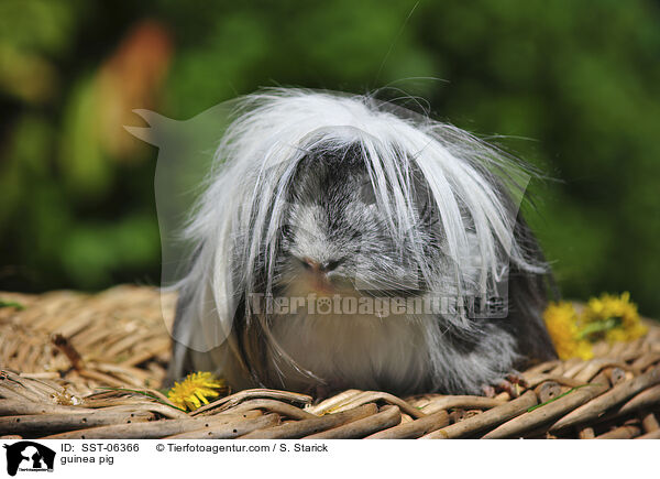 Meerschweinchen / guinea pig / SST-06366