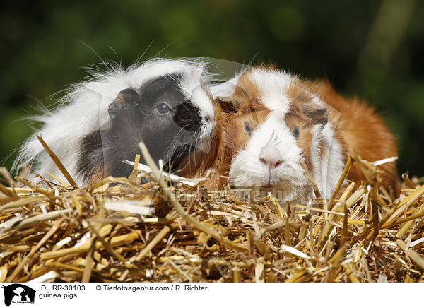 Meerschweinchen / guinea pigs / RR-30103