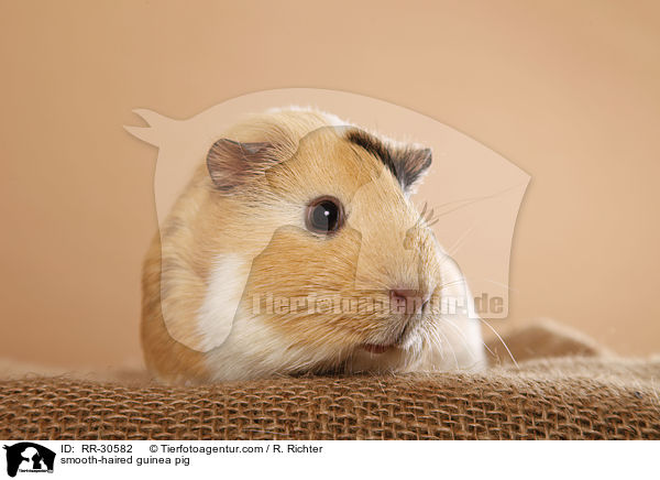 Glatthaarmeerschweinchen / smooth-haired guinea pig / RR-30582