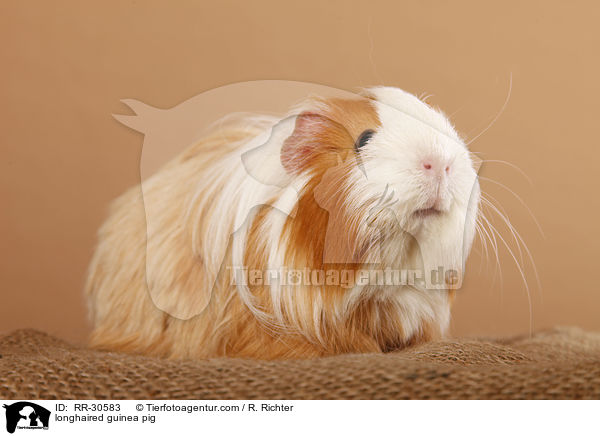 Langhaarmeerschweinchen / longhaired guinea pig / RR-30583