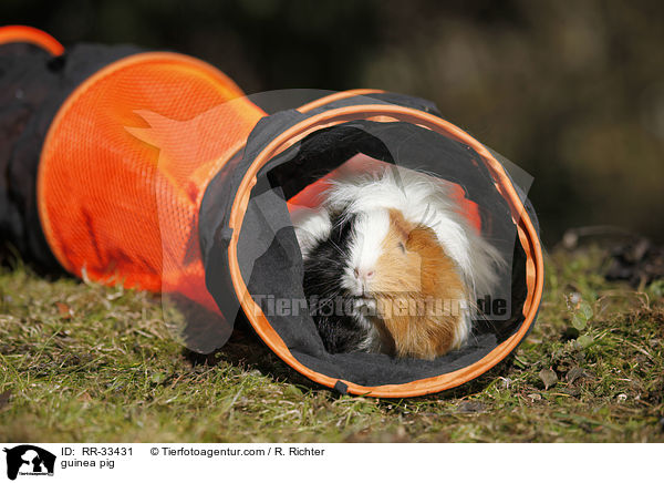 Meerschweinchen / guinea pig / RR-33431