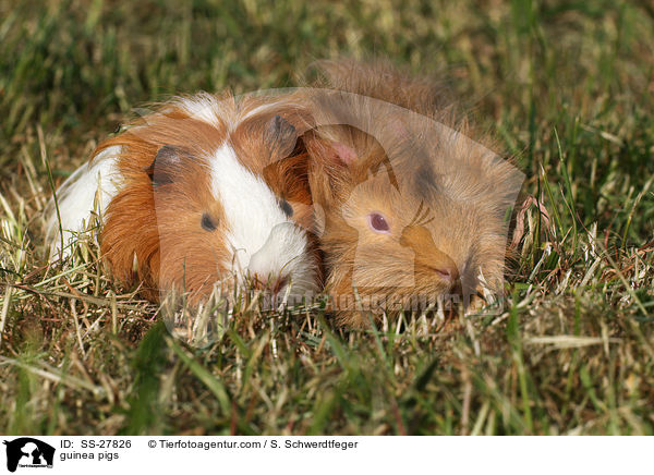 Meerschweine / guinea pigs / SS-27826