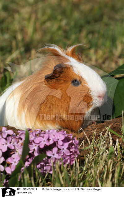 guinea pig / SS-27834