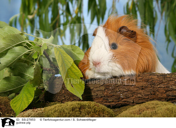 Meerschwein / guinea pig / SS-27853