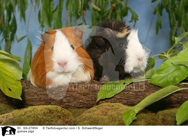 Meerschweine / guinea pigs / SS-27854