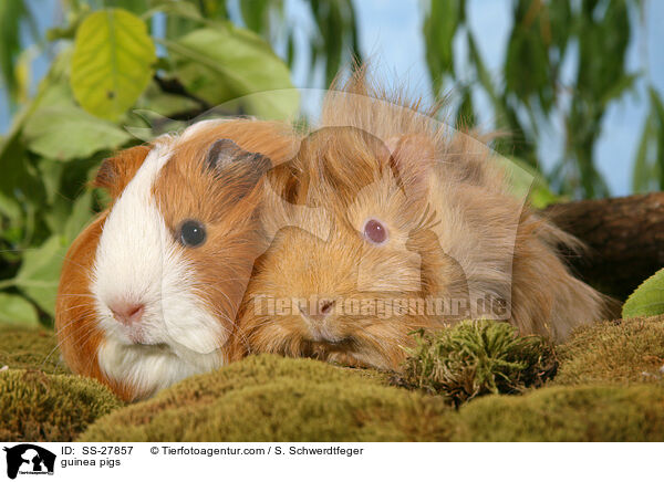 Meerschweine / guinea pigs / SS-27857