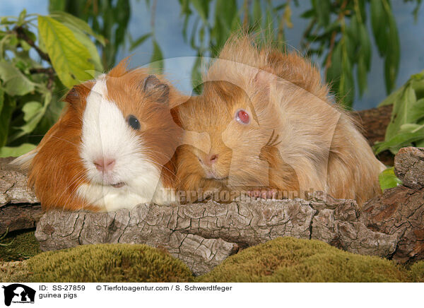 Meerschweine / guinea pigs / SS-27859