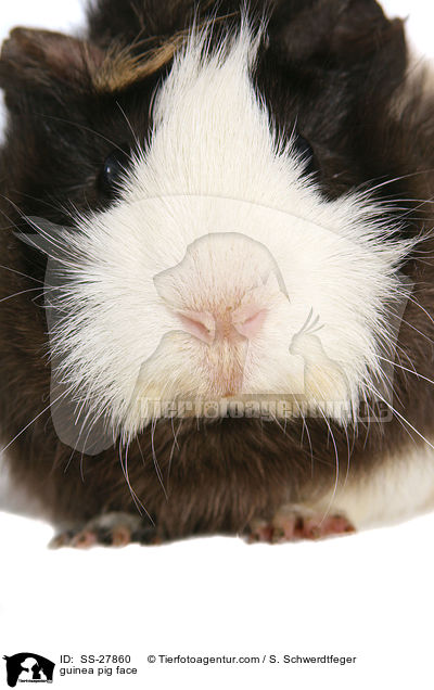 Meerschwein / guinea pig / SS-27860