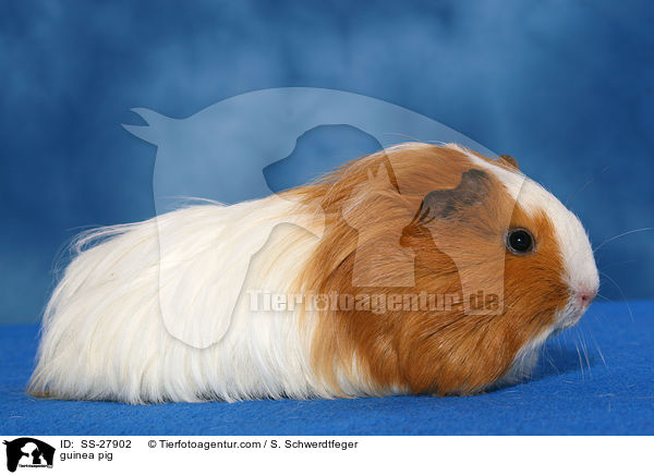 Meerschwein / guinea pig / SS-27902