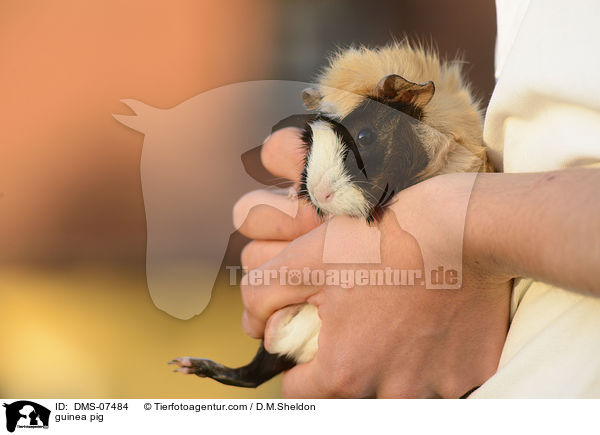 Meerschwein / guinea pig / DMS-07484