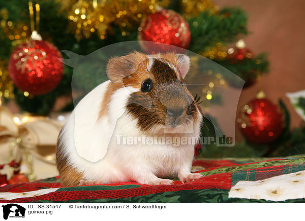 Meerschwein / guinea pig / SS-31547