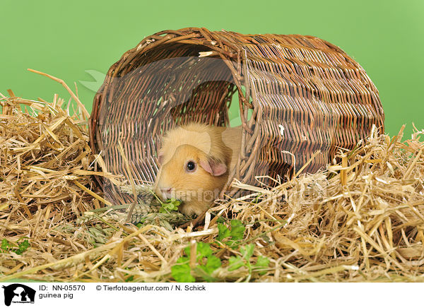 Meerschwein / guinea pig / NN-05570