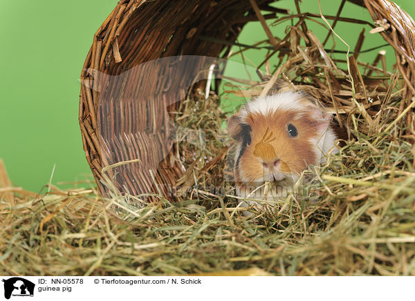 Meerschwein / guinea pig / NN-05578