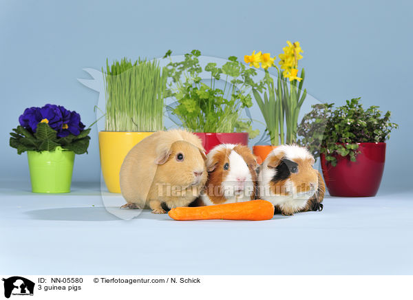 3 Meerschweine / 3 guinea pigs / NN-05580