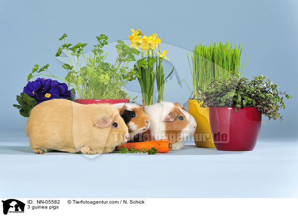 3 Meerschweine / 3 guinea pigs / NN-05582