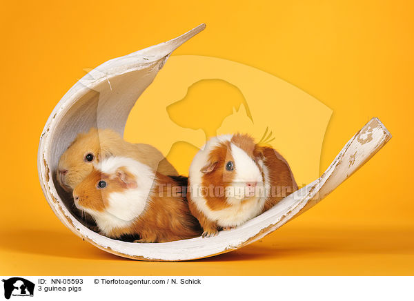 3 Meerschweine / 3 guinea pigs / NN-05593