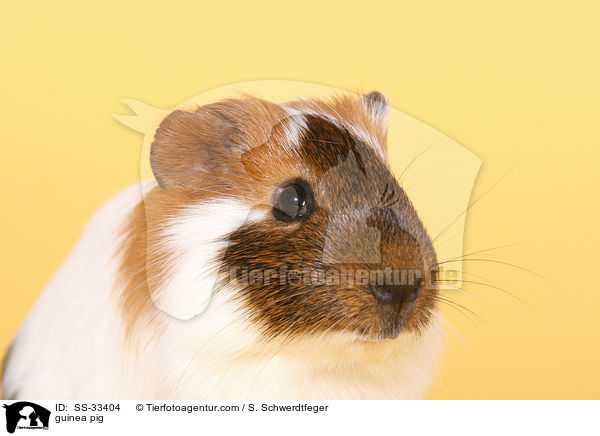 Meerschwein / guinea pig / SS-33404