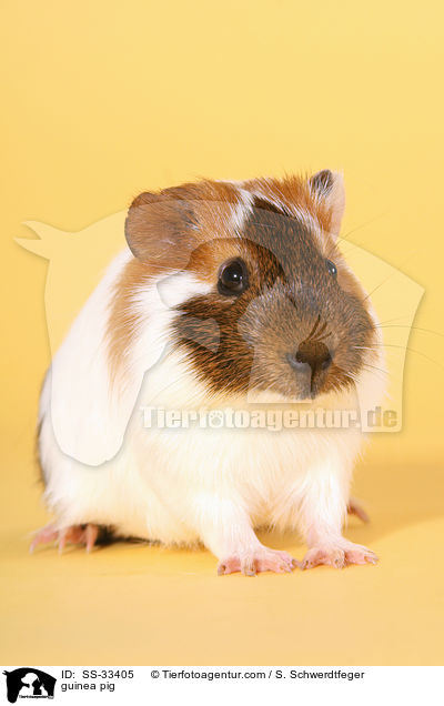 Meerschwein / guinea pig / SS-33405