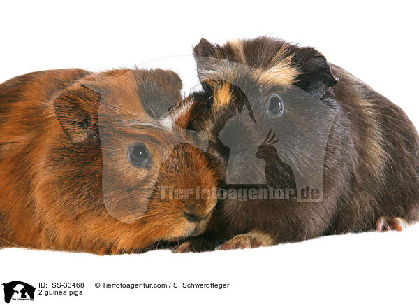 2 Meerschweine / 2 guinea pigs / SS-33468