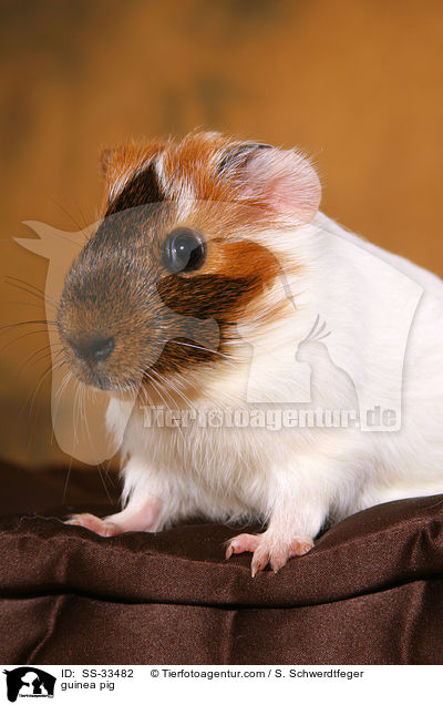 Meerschwein / guinea pig / SS-33482