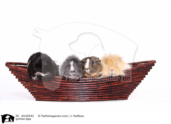 Meerschweine / guinea pigs / JH-20442