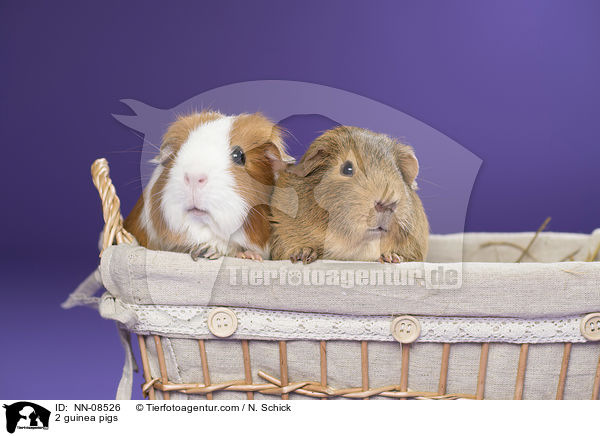 2 Meerschweine / 2 guinea pigs / NN-08526