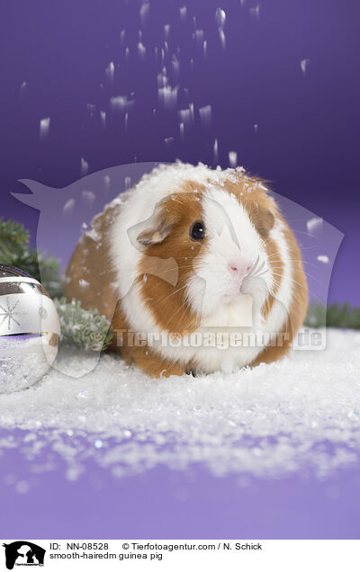 Glatthaarmeerschwein / smooth-hairedm guinea pig / NN-08528