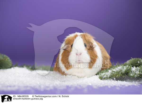 Glatthaarmeerschwein / smooth-hairedm guinea pig / NN-08529