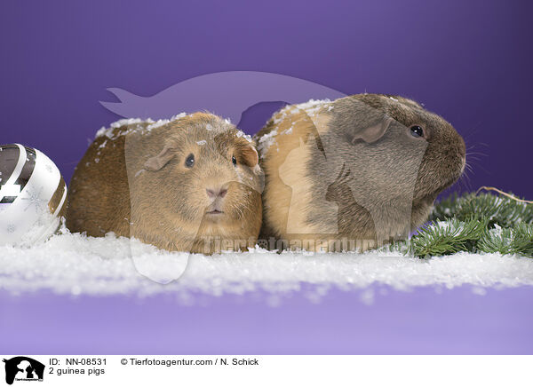 2 Meerschweine / 2 guinea pigs / NN-08531