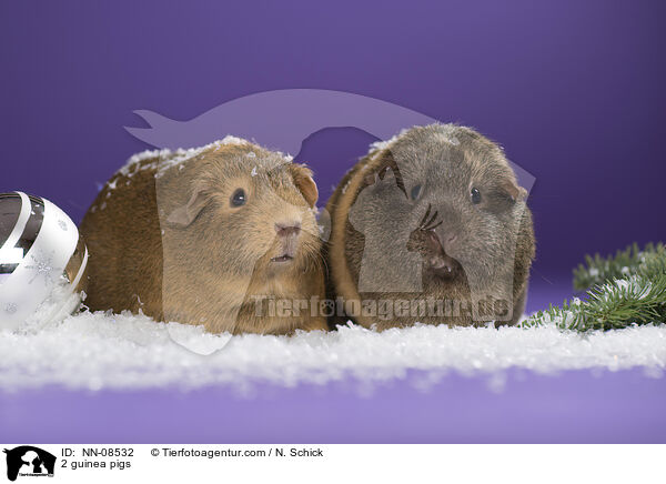 2 Meerschweine / 2 guinea pigs / NN-08532